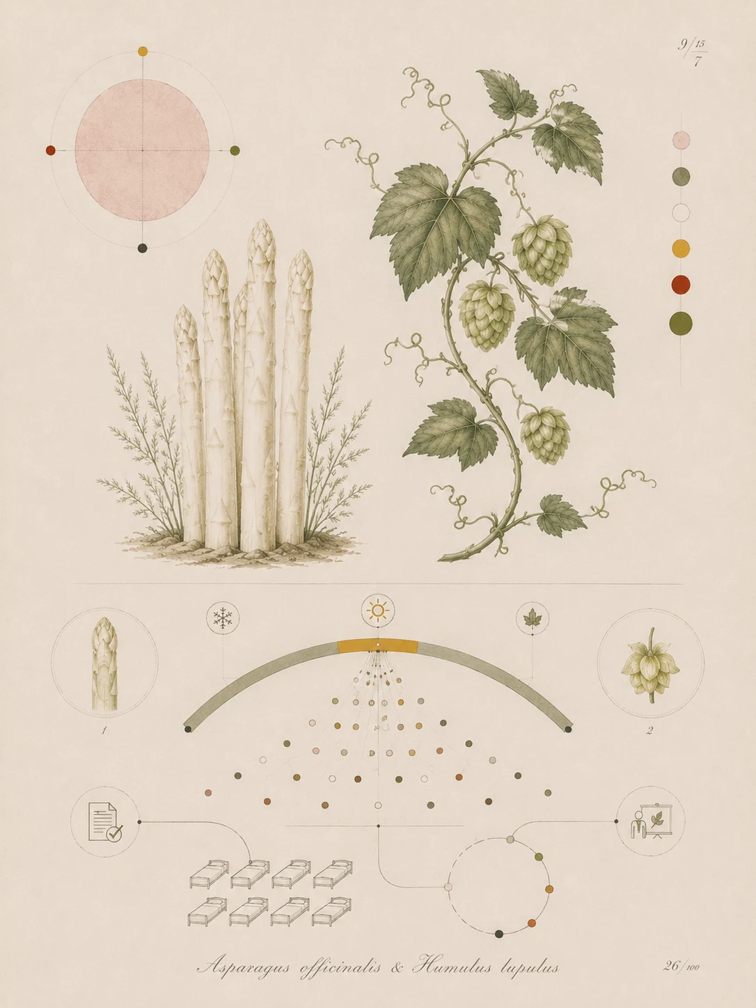 Botanical study of white asparagus and a climbing vine above a geometric system of seasonal windows, worker nodes, accommodation and onboarding.