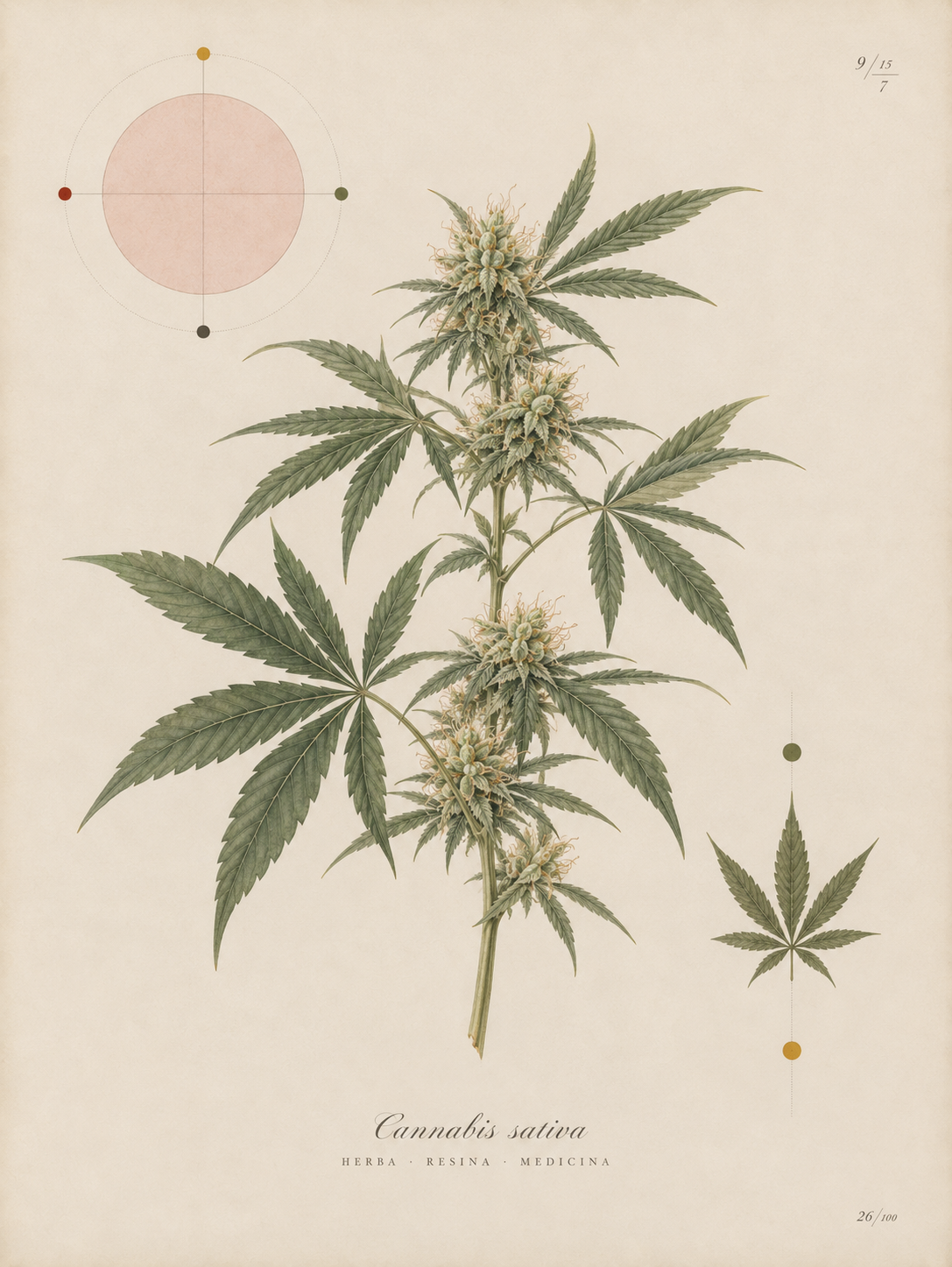 Botanical illustration of a cannabis plant.